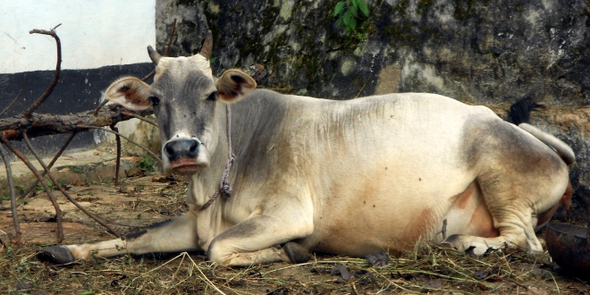 Cow Uttarakhand